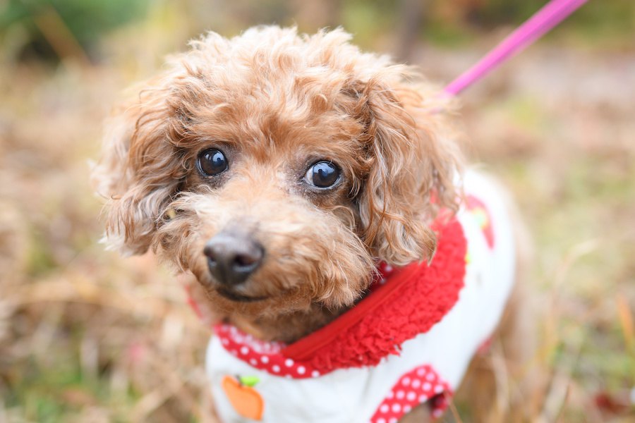 一緒に暮らさないとわからない！犬との暮らしで飼い主がビックリしたこと３つ