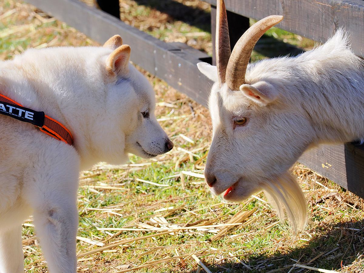 『ワシは犬ではない…』柴犬に知らされた衝撃の事実→まるで『会話しているかのような光景』に13万いいね「本当に言ってそうｗ」と大反響