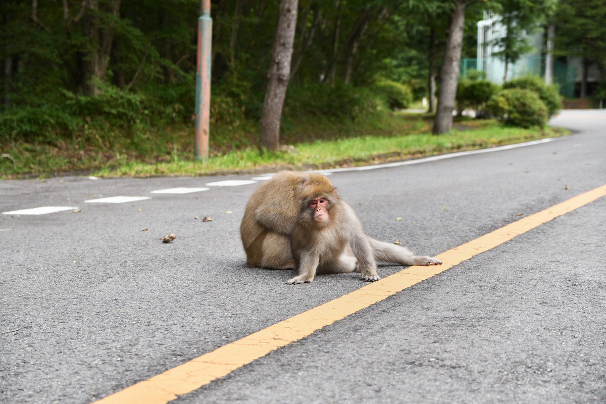 犬の散歩中にいる『危険な野生動物』3選　命に関わるリスクから飼い主が注意すべきことまで