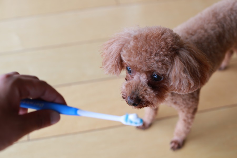 犬の口臭ケア方法５選！やり方からおすすめのグッズまで