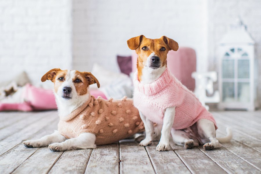 【あるある】愛犬が好きすぎてついやってしまう親バカ行動５つ