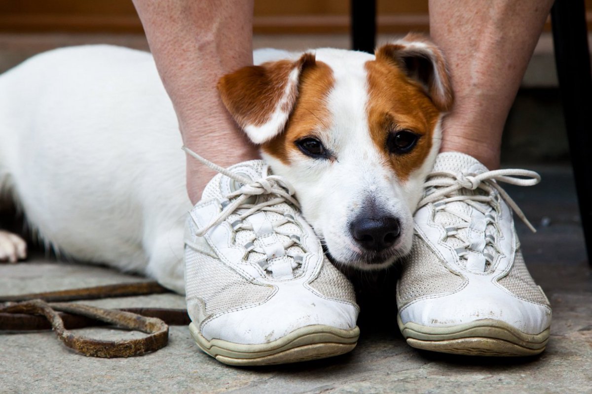 犬の『不安度を測る』チェック項目４つ　 安心させるためにすべき配慮まで