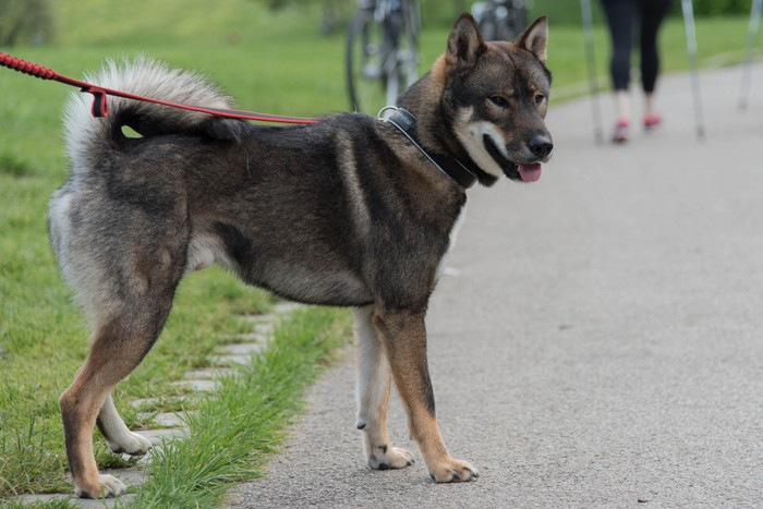 四国犬の性格や特徴・寿命や飼い方について