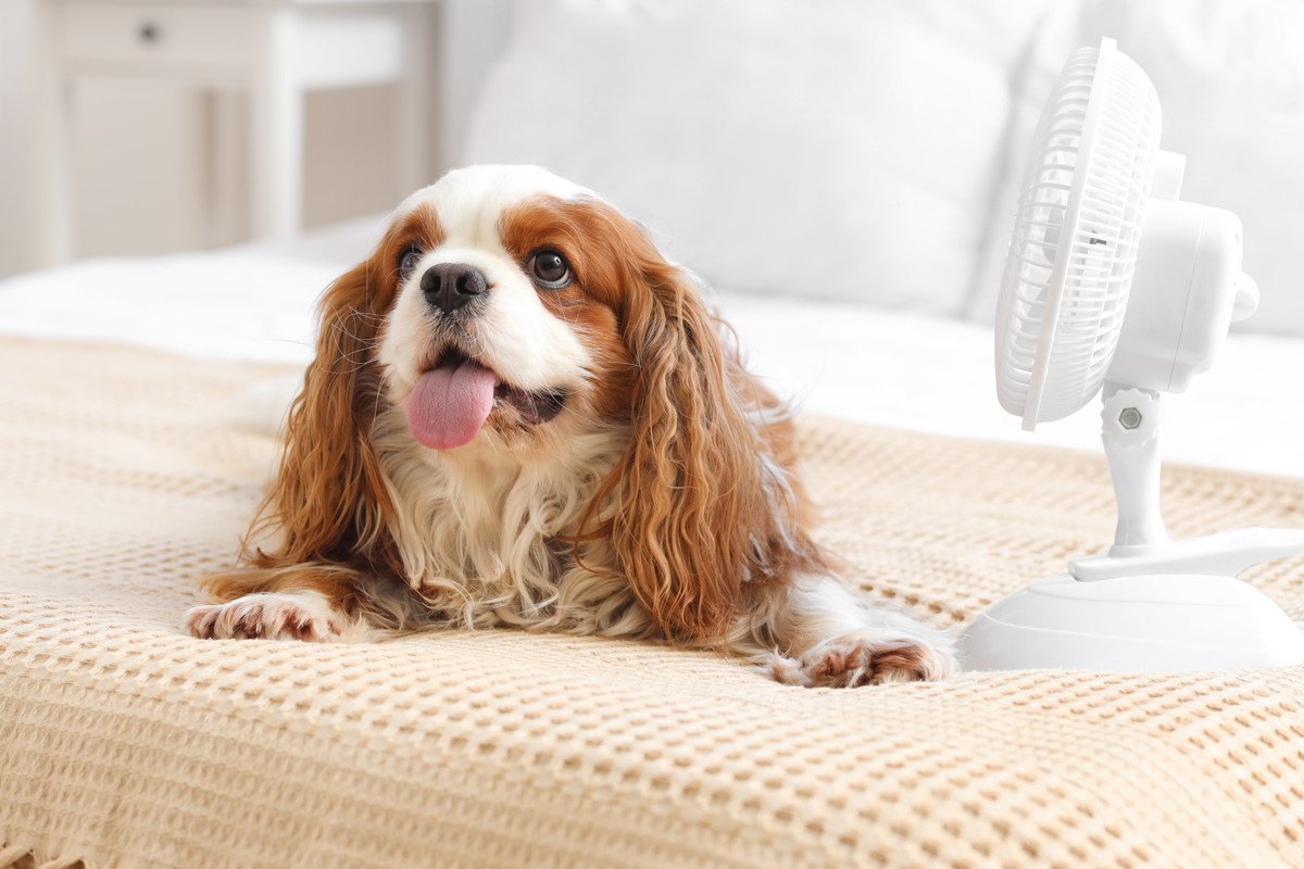 犬が『暑い』と感じる温度は何度？熱中症にさせないために飼い主がすべき対策まで
