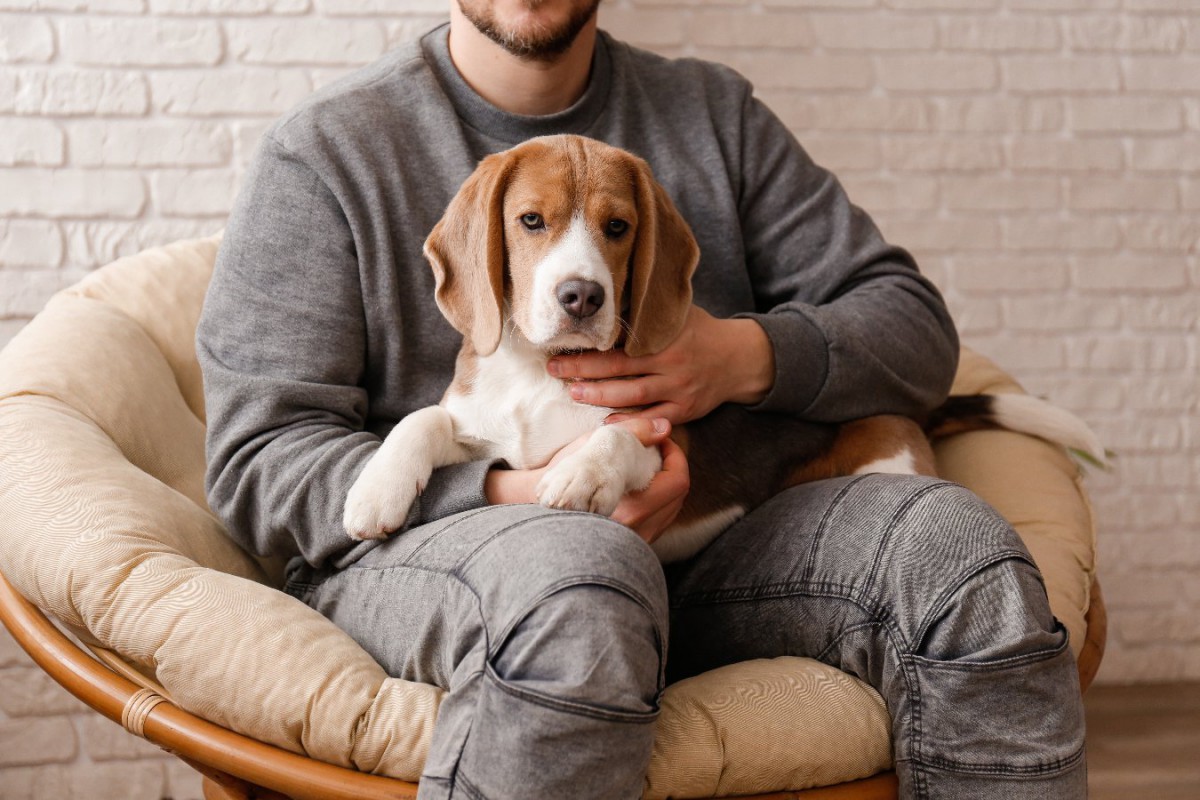 小型犬と一緒にいると周囲に安全な印象を与えやすいという調査結果