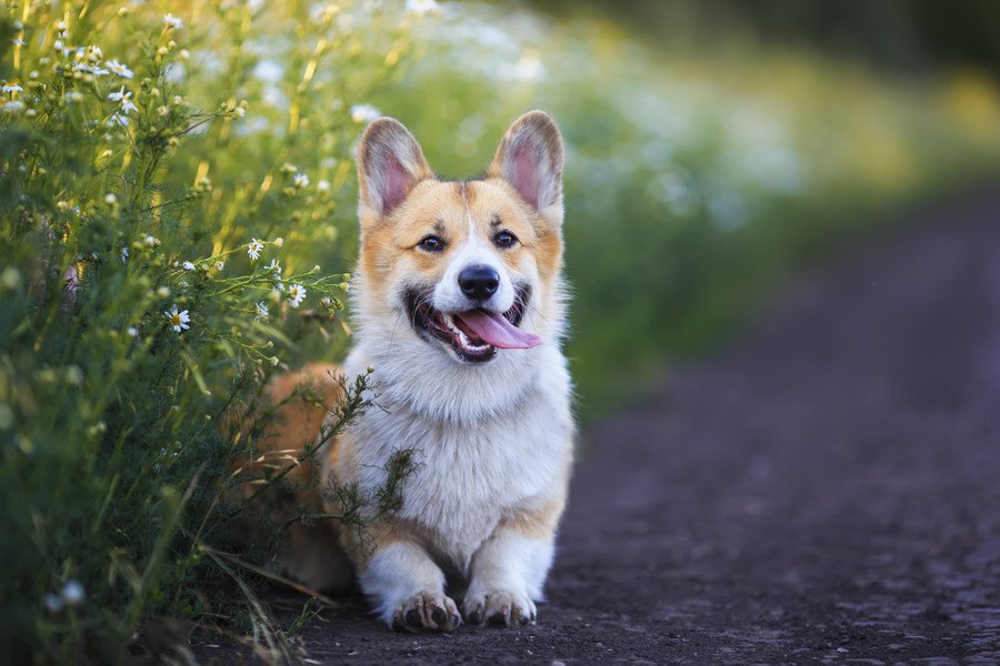 犬をポジティブにすることができる方法３選