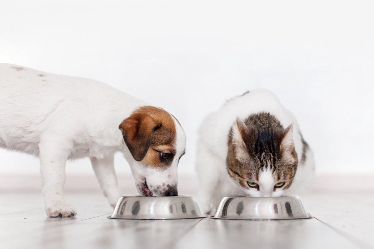 もしも世界中の犬や猫がヴィーガンフードを食べたら？という試算結果