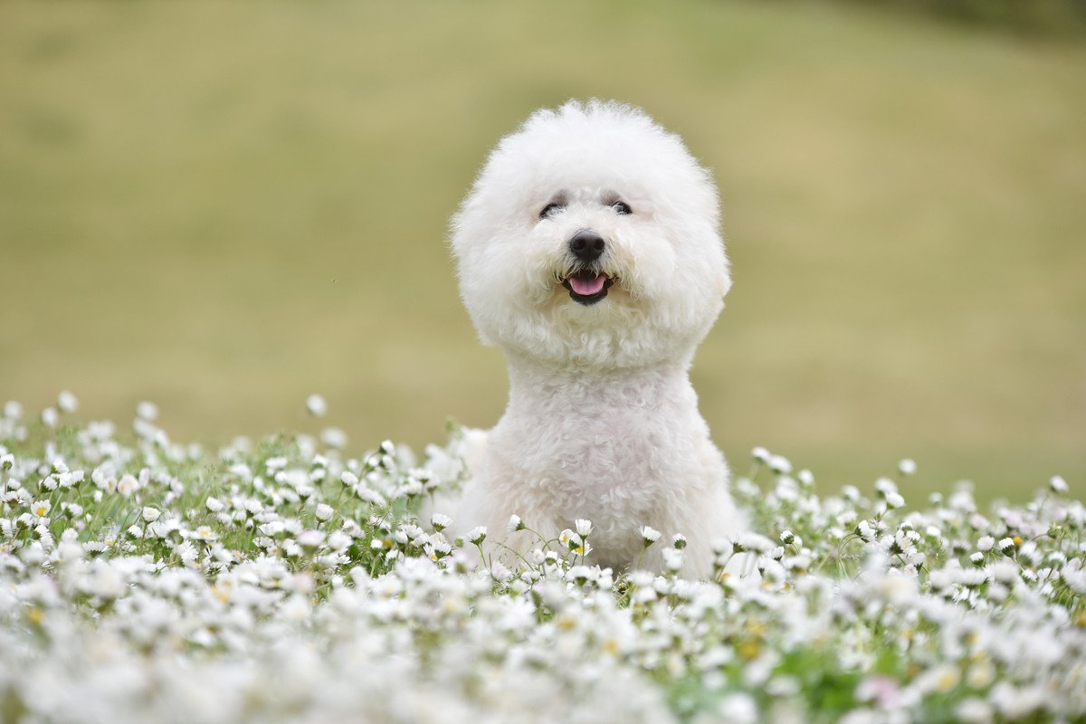 『ぬいぐるみ』みたいにモフモフな犬種5選　可愛すぎる見た目で人気が高いワンコとは？