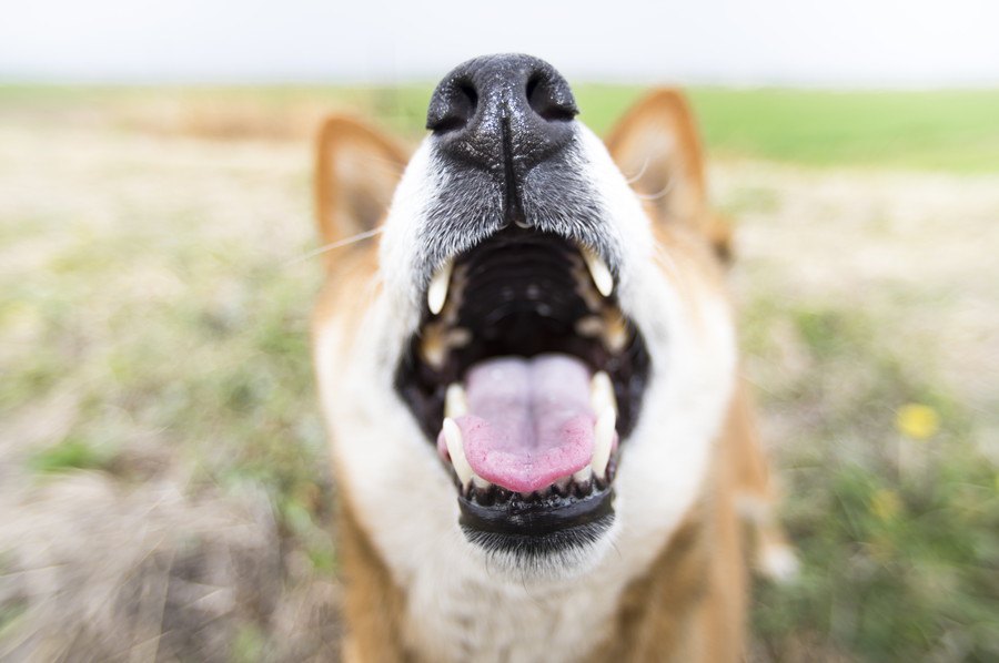 犬が要求吠えをするタイミング４つ