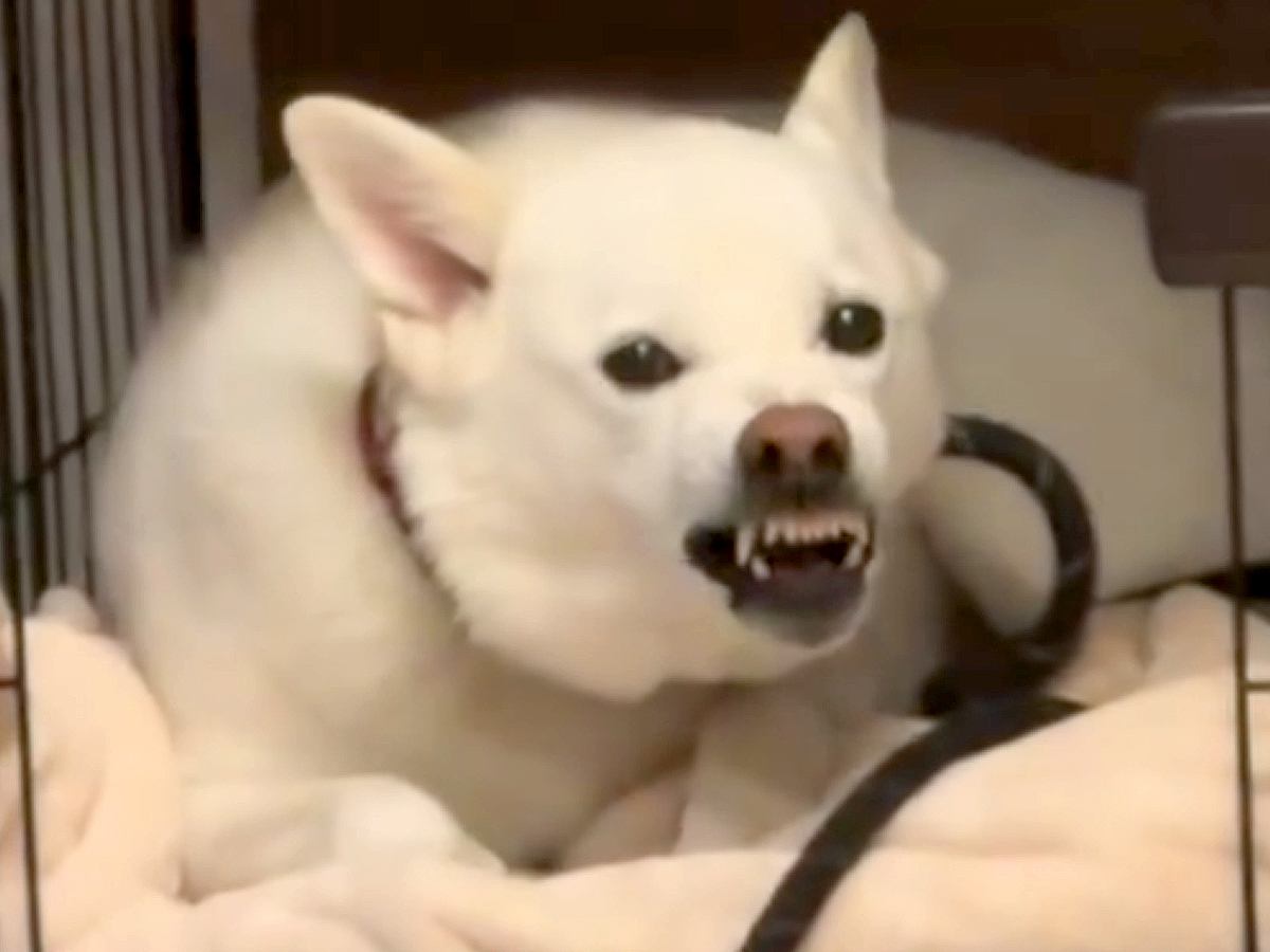 反抗して唸っている犬→『先生に言いつけようかな』と伝えた瞬間…完全に理解してる『まさかの反応』が140万再生「目泳いでるｗ」「表情豊か」
