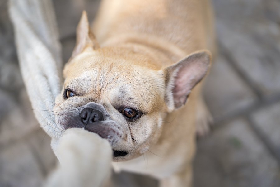 愛犬が喜ぶ『タオルを使った遊び方』４選