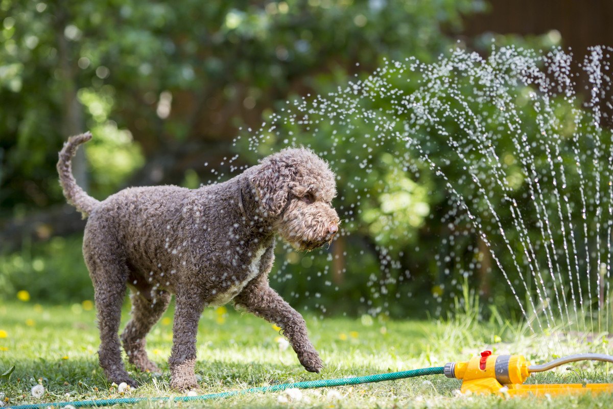 やけどや熱中症に要注意！犬との『夏の散歩』で気を付けたい6つのこと