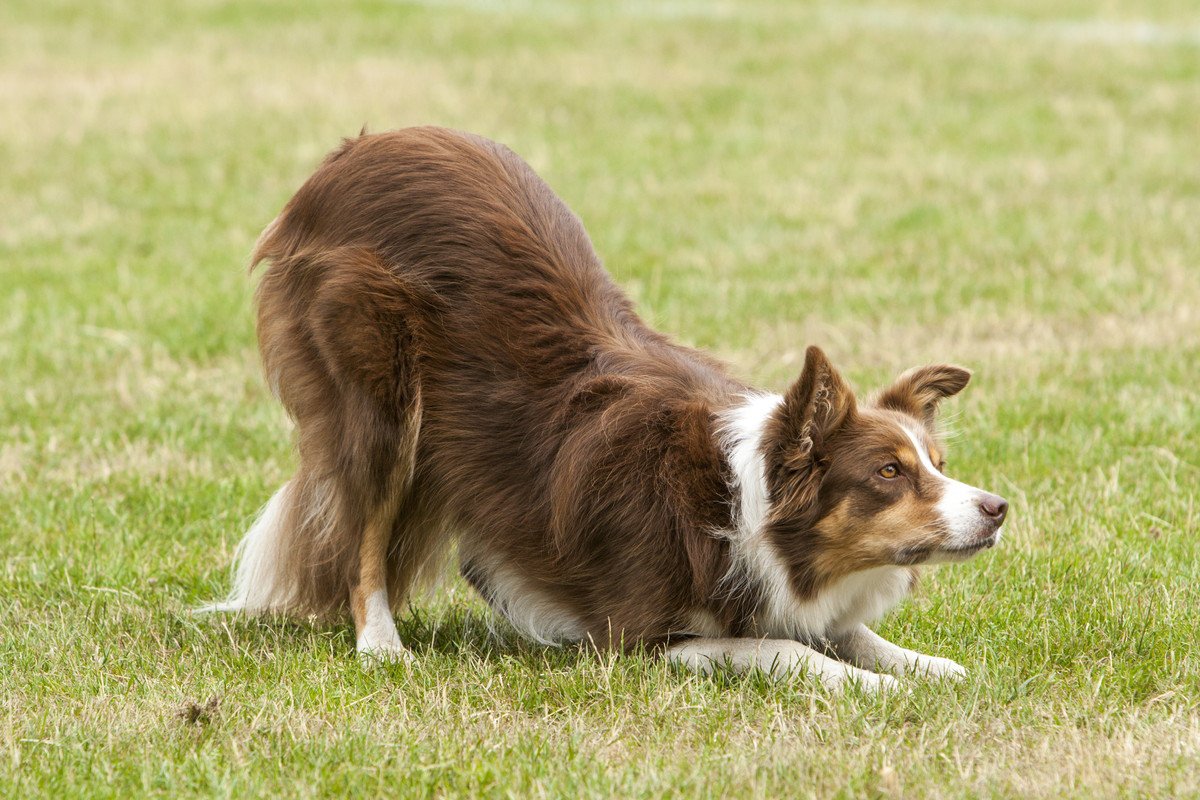 犬の『動体視力』ってどのくらい？人間や他の動物と比較してみた結果