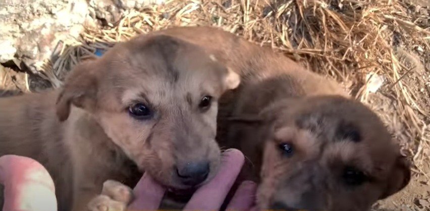 もこもこ子犬だらけ♡野良子犬たちの成長と懐っこさに驚き！