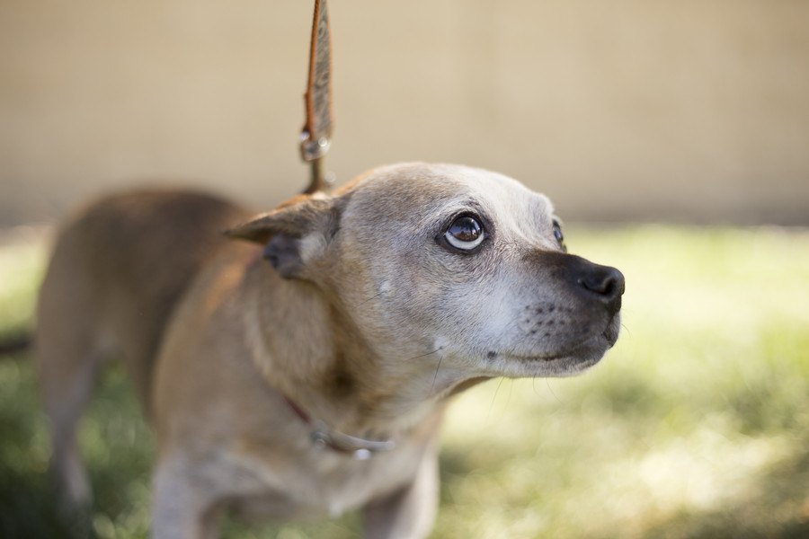 犬が『お散歩に行きたくない時』にしている仕草や行動４選