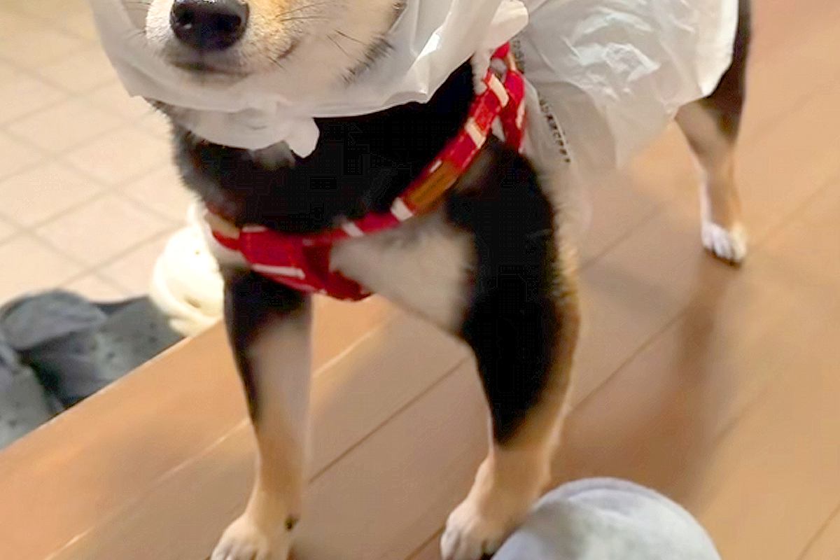 雨の日、犬がカッパを着れなくなったので『即席で作ってみた』結果→想像以上に『似合っている光景』に反響「頭カッコよすぎて草」「最高ｗｗ」