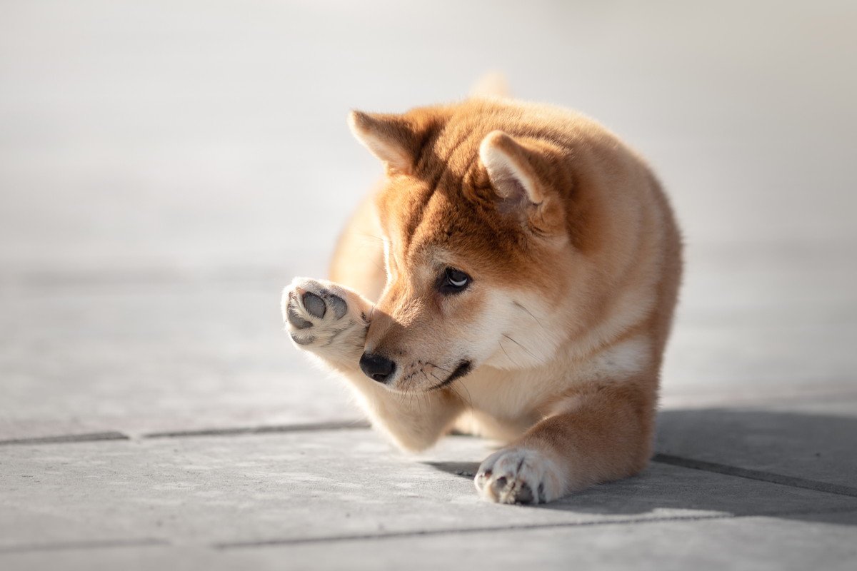 犬がする「かわいい仕草・行動」4つ♡ それぞれの意味や注意すべきポイントも紹介