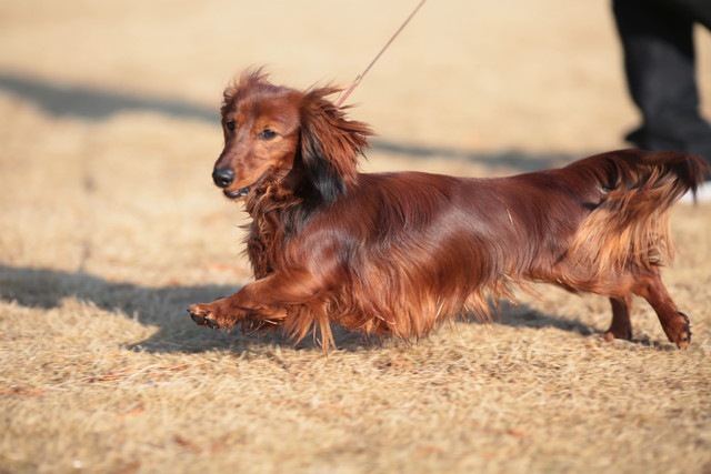 犬がよく転ぶようになった時に考えられる理由や病気