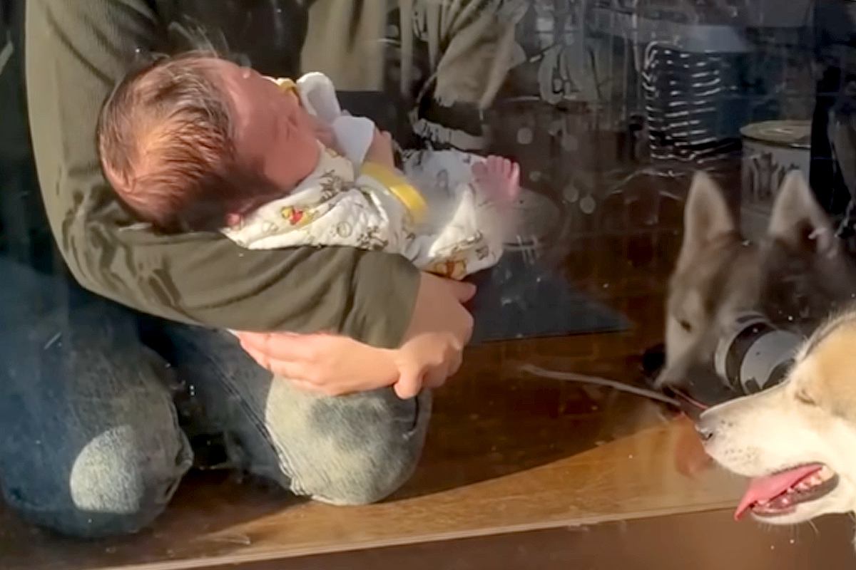 赤ちゃんと一緒に親友の家へ来た犬→どうしても赤ちゃんが気になってしまい…大好きが伝わる『尊い光景』に反響「とても素敵」「優しいお姉さん」