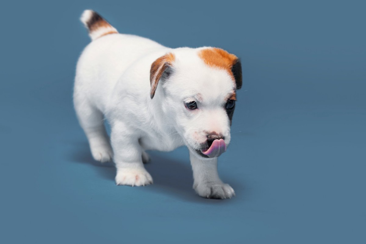 犬が命を落とした４つの『拾い食い事例』誤飲を防ぐためにすべきこと