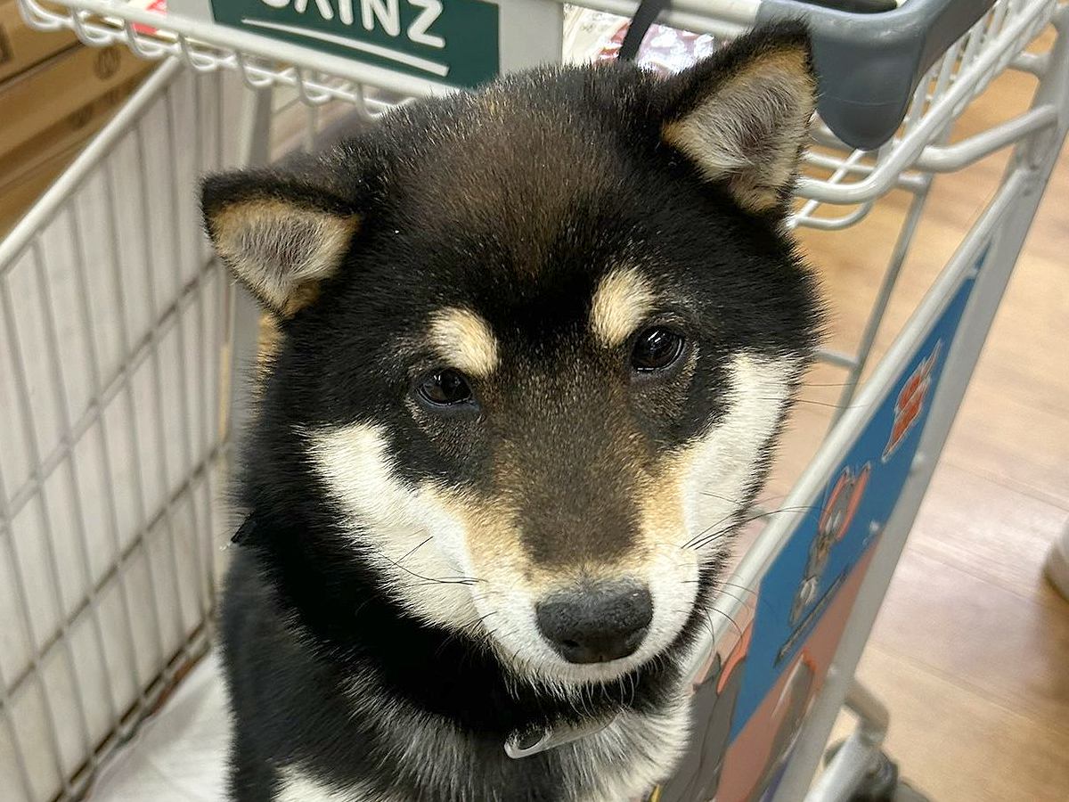 ホームセンターで不機嫌になった犬→店員さんに『かわいい』と言われた次の瞬間…驚きの『ビフォーアフター』に9万いいね「表情変わりすぎｗ」
