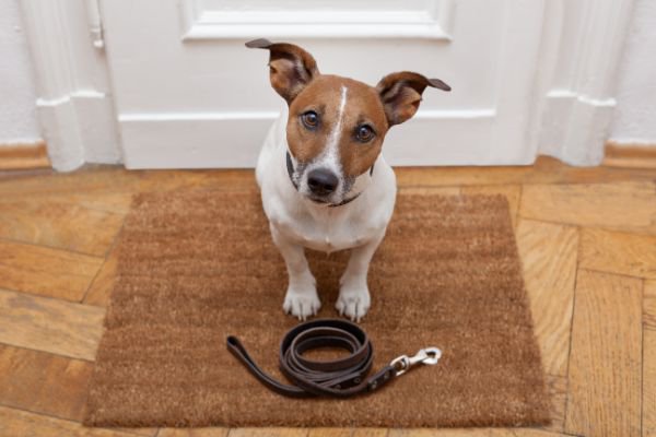 犬の散歩に毎日行けない！理想的な頻度や行かない日の対策を紹介