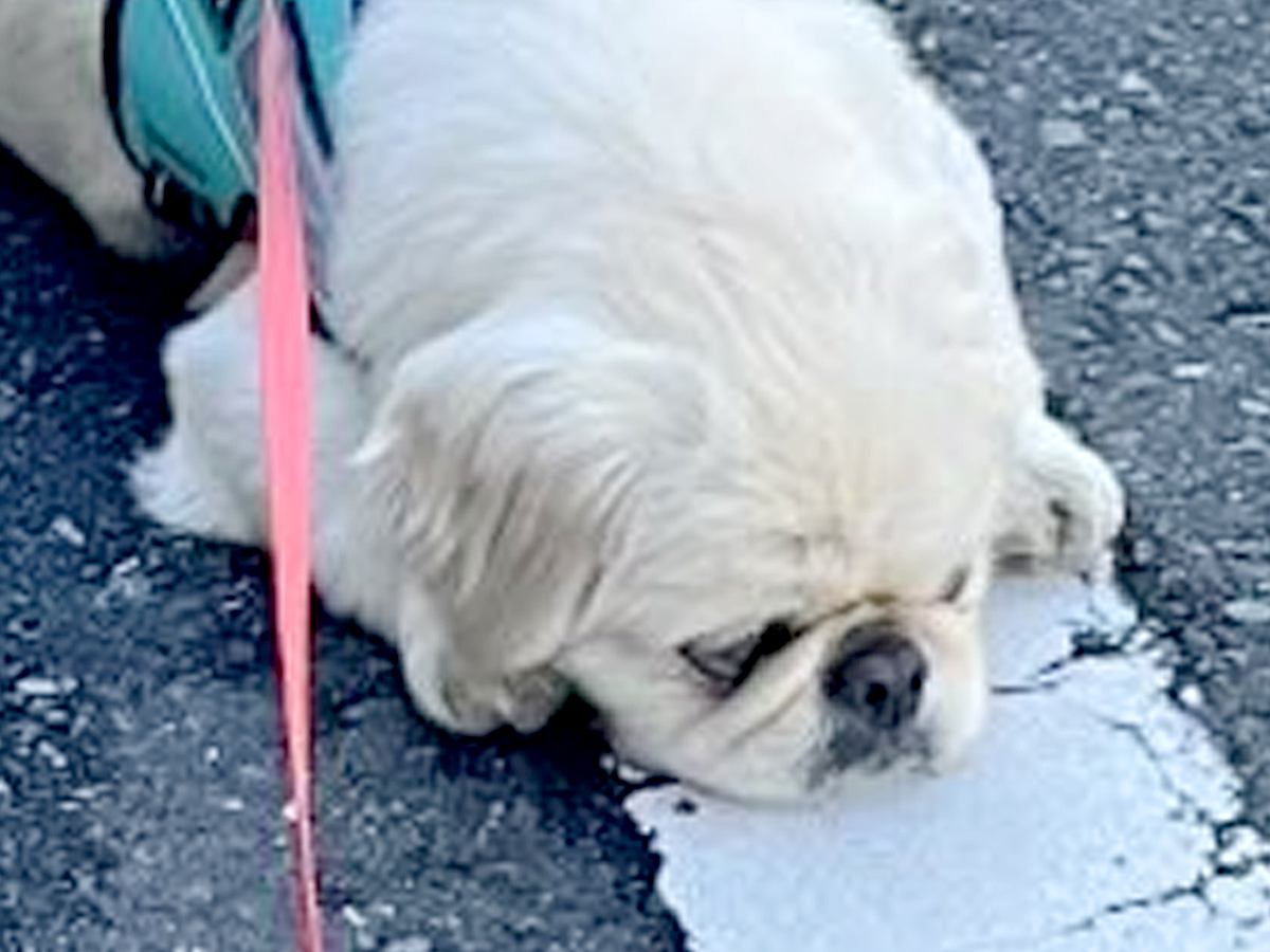 『道行く人に笑われるのよ…』散歩中の犬がよくする"あるあるな光景"に1万2000いいね「行き倒れ犬、大好物」「うちも同じ」共感の声も