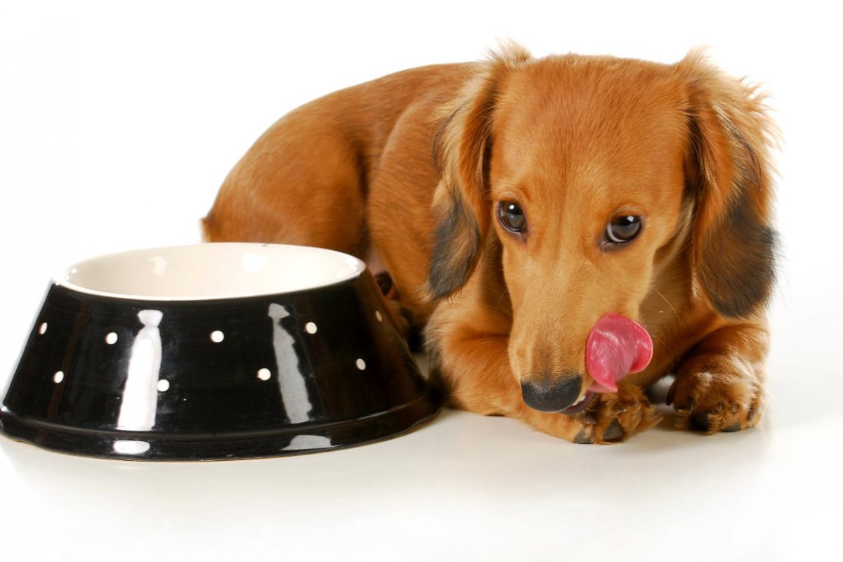 犬がご飯を早食いすると、寿命が縮まる…？やめさせるべき４つの理由と今すぐできる対処法とは