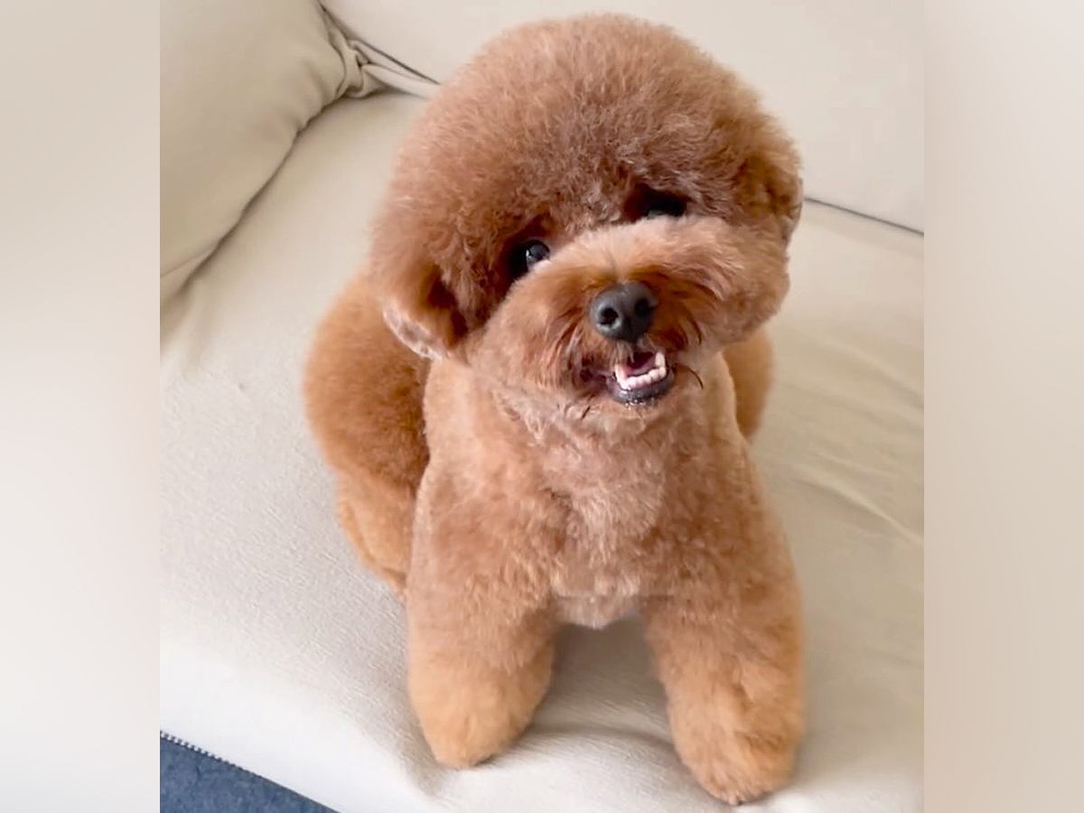 スラッとしている犬→1年半後…目を疑う『別犬のようなビフォーアフター』が17万再生「めちゃくちゃ変わってるｗ」「どっちも可愛い」驚きと絶賛の声