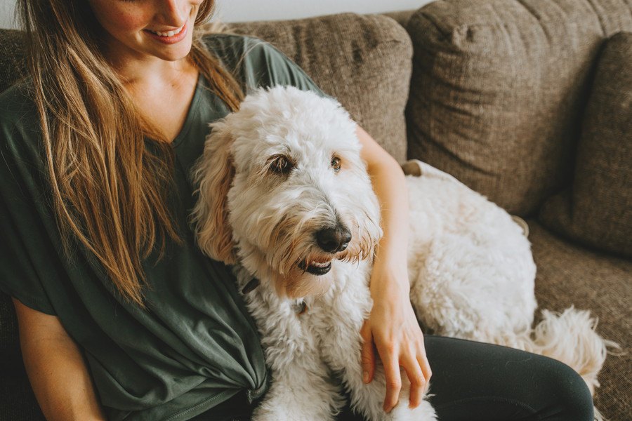 犬が飼い主に『頭をこすりつける時』の心理５選