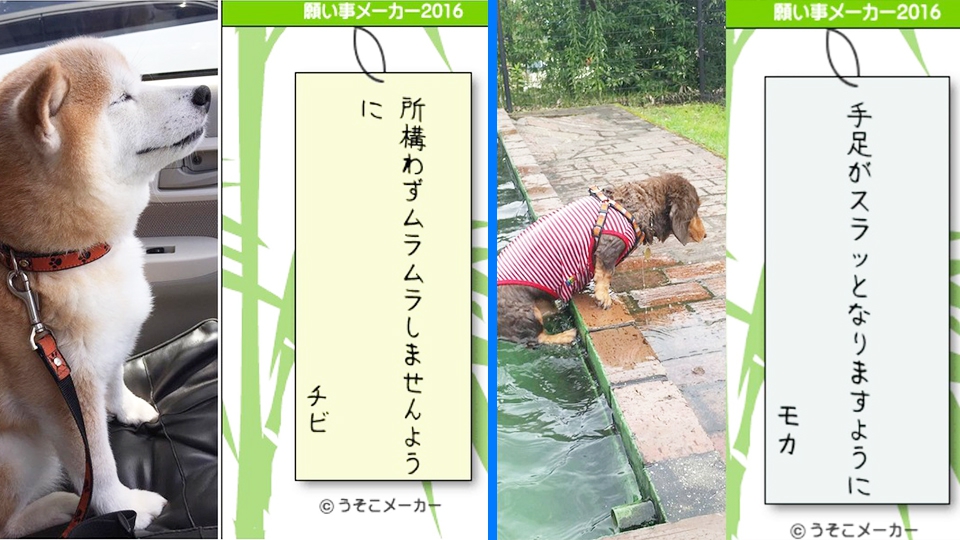 何故我が家の愛犬がこんな願いを？爆笑必須の願い事メーカーとは（まとめ）