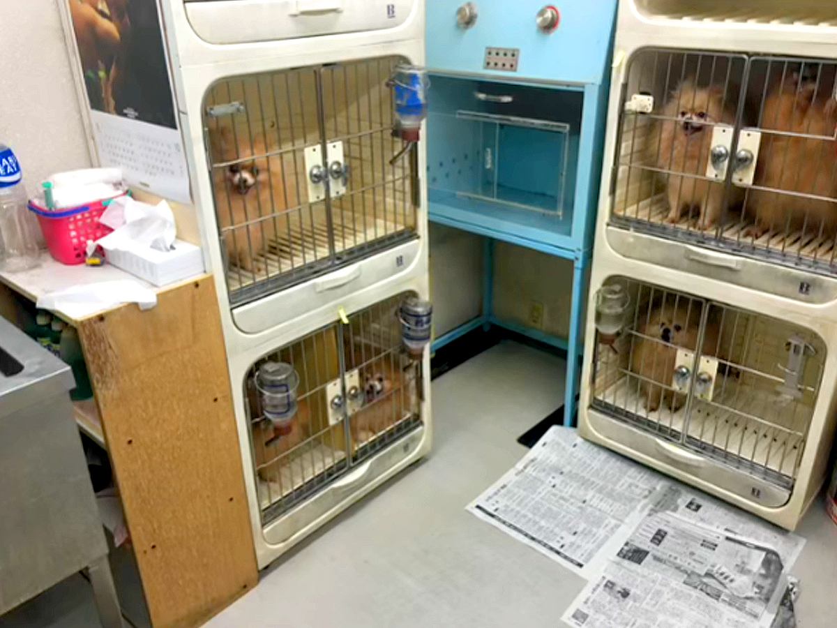 ７年半もの間『外に出たことがない繁殖犬』を保護した結果…５年後→思わず涙する『嘘のような光景』に反響「感動して泣いた」「ほんといい笑顔」