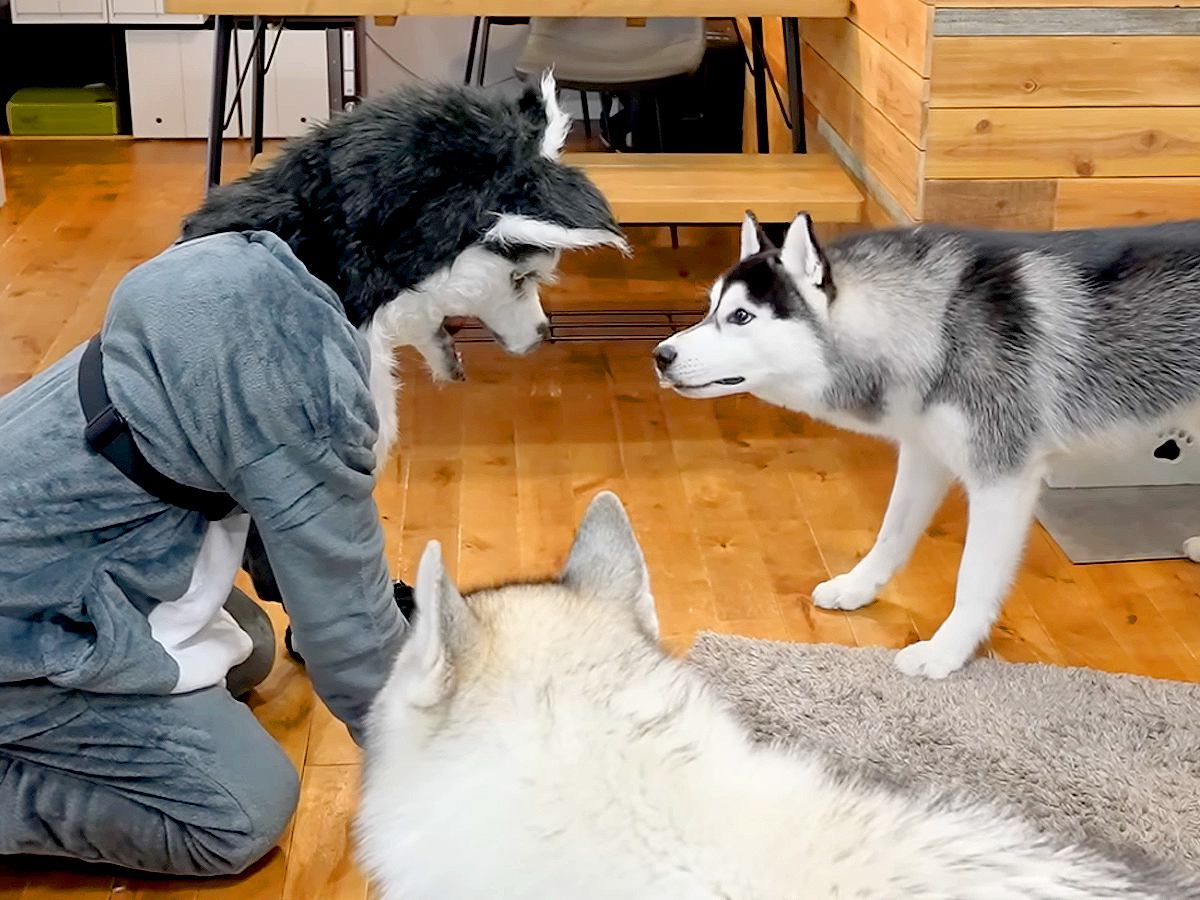 『化け物の恰好』をしたら、大型犬が…100点満点な『最高のリアクション』をする光景に12万再生の反響「お茶吹き出した」「反則級の可愛さ」