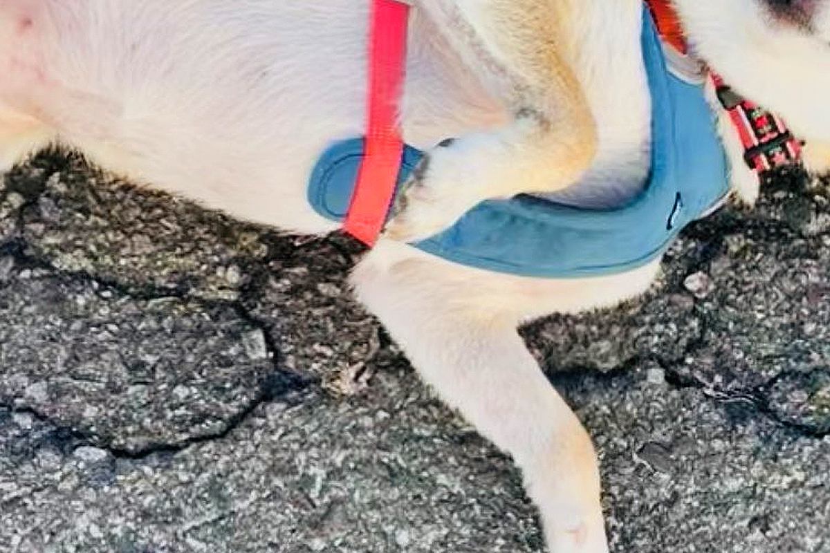 『犬を触っていいですか？』と聞かれたので、ふと犬に目を向けたら…会話中の『まさかの光景』に10万いいね「たまらん」「ワシャワシャしたい」