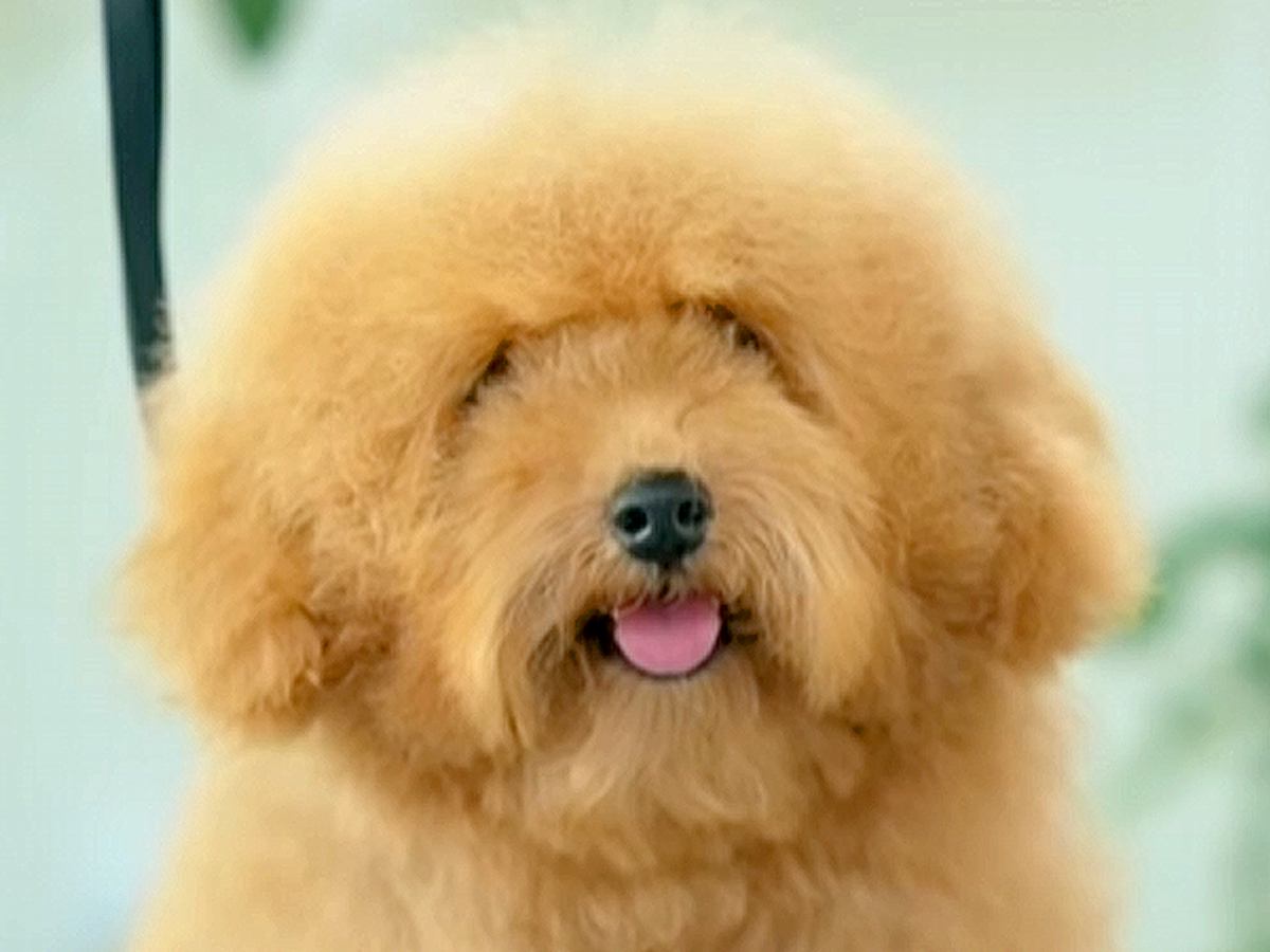 毛がもさもさになってしまった犬を『初トリミング』した結果…大変身を遂げた『ビフォーアフター』が3万再生「可愛すぎる」「癒された」の声