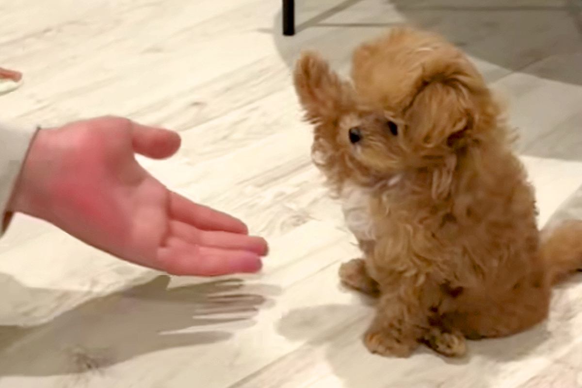 『おかわり』練習中の赤ちゃん犬→なかなかできなくて…思わず悶絶する『尊い光景』が200万再生「過呼吸になる可愛さ」「届きそうで届かない」