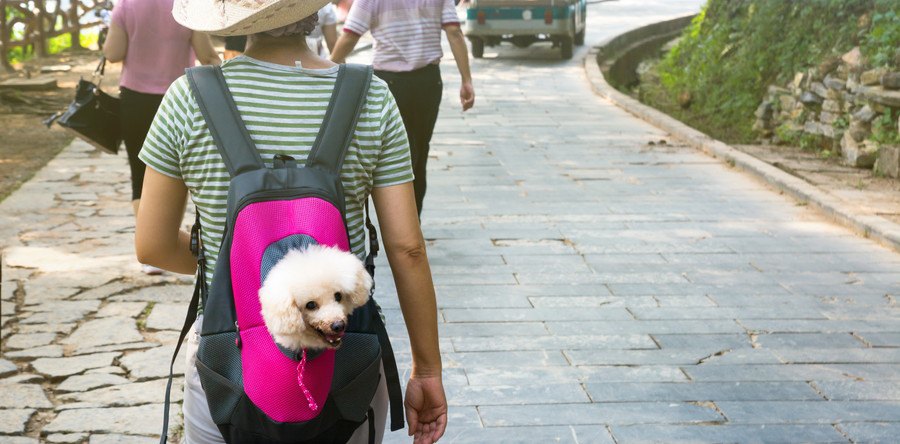 犬用リュックおすすめ8選┃選ぶポイントや注意点