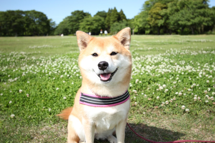 公園で犬のリードを外す危険性とは