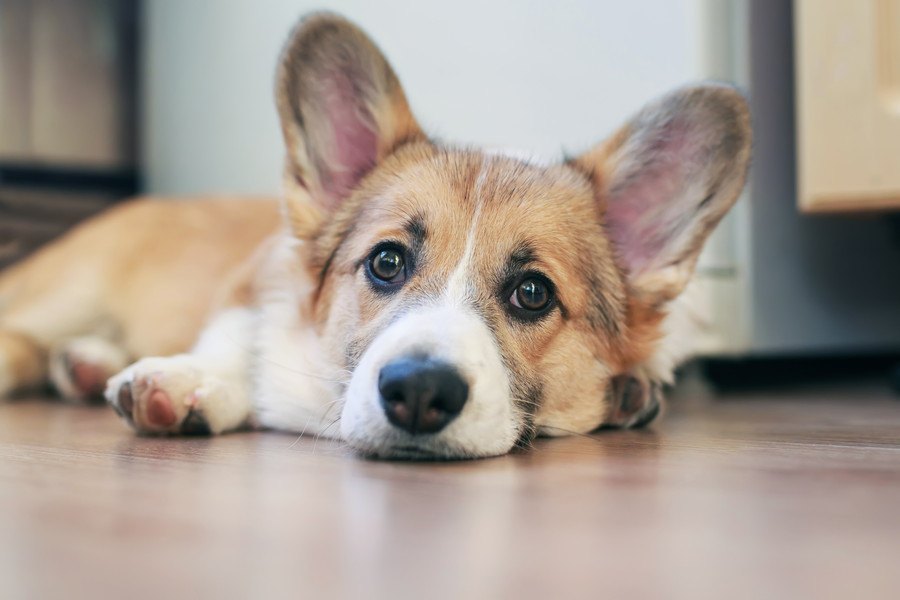 犬は室内飼いでもケガのリスクあり！室内特有の危険と事故防止策３つ