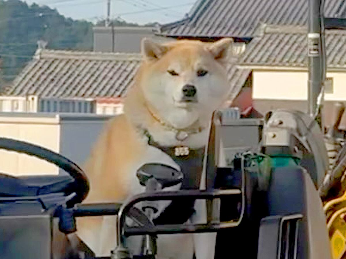 乗り物が好きすぎる柴犬→人間以上に乗りこなす『まさかの光景』が面白可愛いと47万再生「俺より乗り物乗ってるｗ」「ショベルカー欲しいの草」