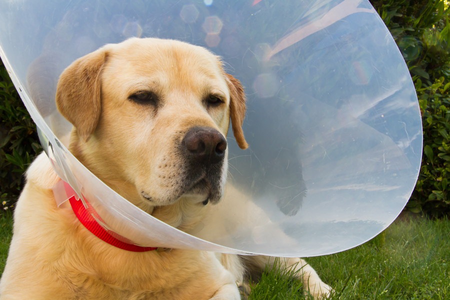 犬にエリザベスカラーが必要な理由と嫌がる時の対処法