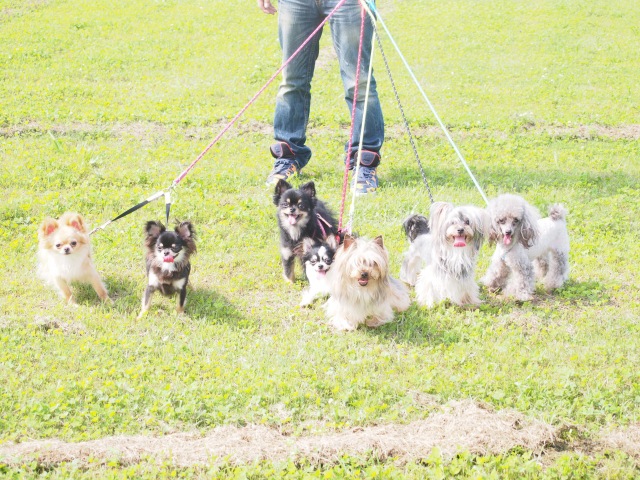 犬には首輪とハーネス、結局どっちが良いの？