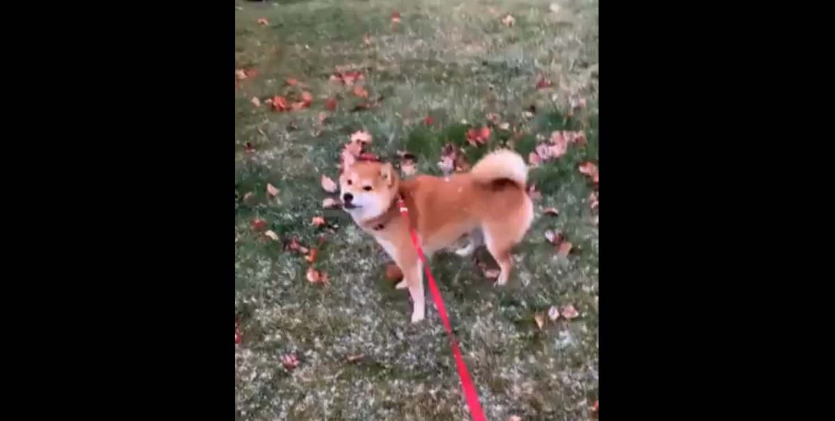 夢中でパクパク！！初雪の味を楽しむ柴犬さんが話題！