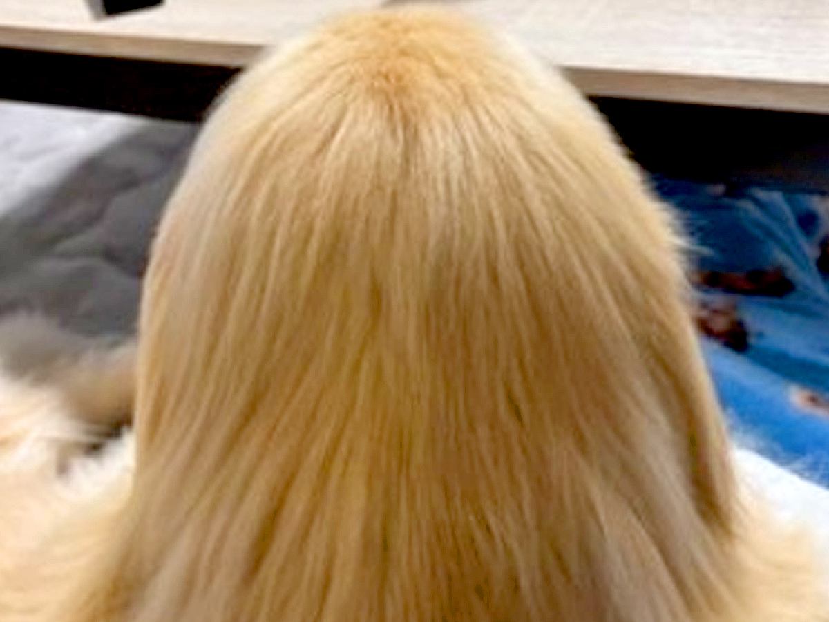 『美しい金髪のサラサラヘアー』と思いきや…人間にしか見えない『まさかの正体』が34万再生「シャンプーのCMで草」「毛並み最高ｗ」と爆笑