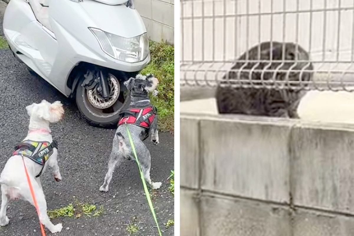 野良猫を発見した2匹の犬→みんな驚きを隠せない様子で…思わず笑う『シュールな光景』に爆笑「シンクロ率100パーセント」「静止画かとｗ」