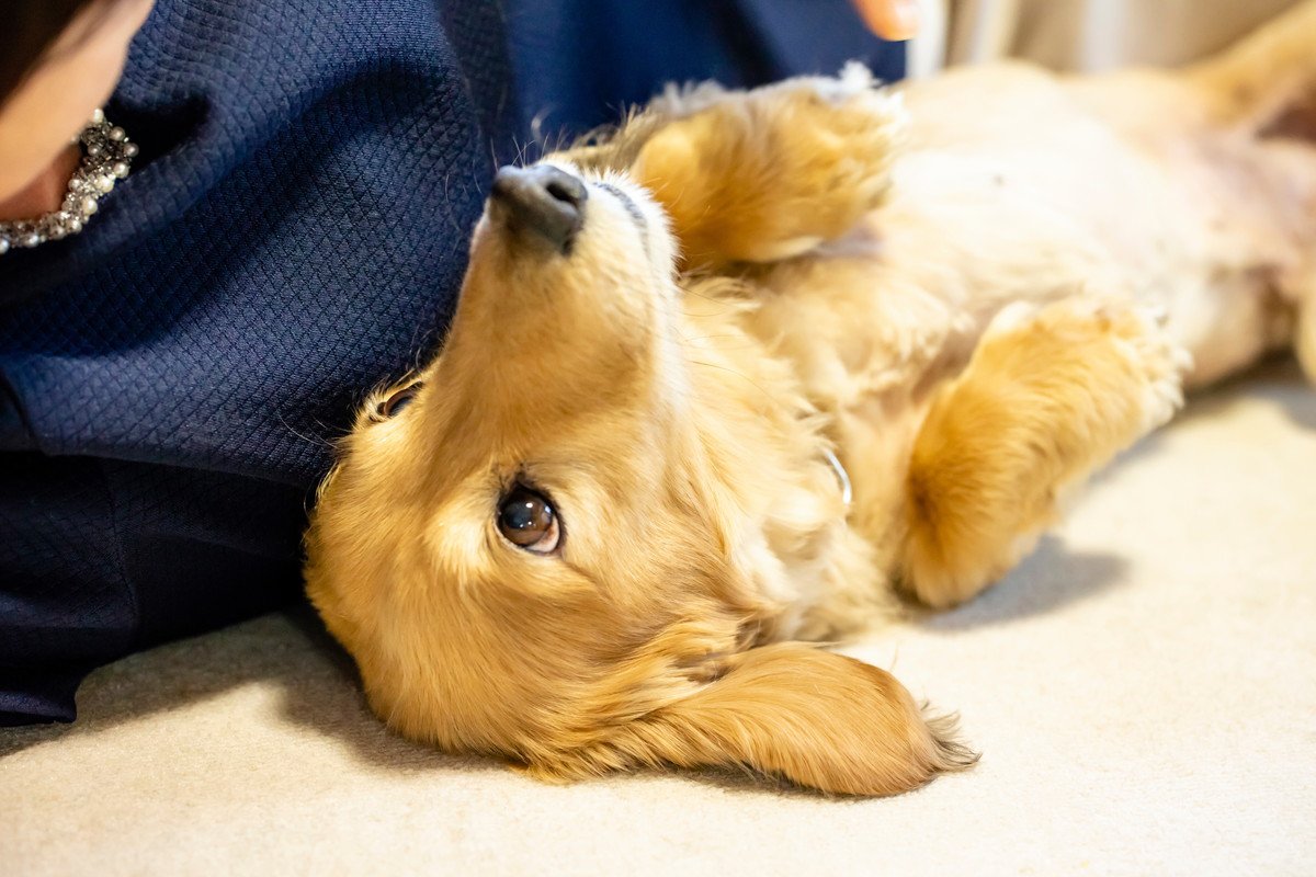 犬が催促しているときのサイン4選　愛犬が要求してきたときにすべき正しいレスポンスとは