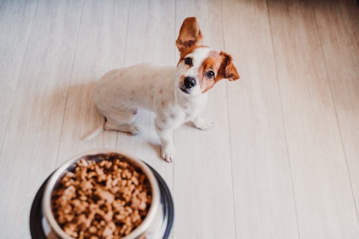 犬が病気になる『ご飯の与え方』5選！絶対にやってはいけない食べさせ方と意識すべき食事方法