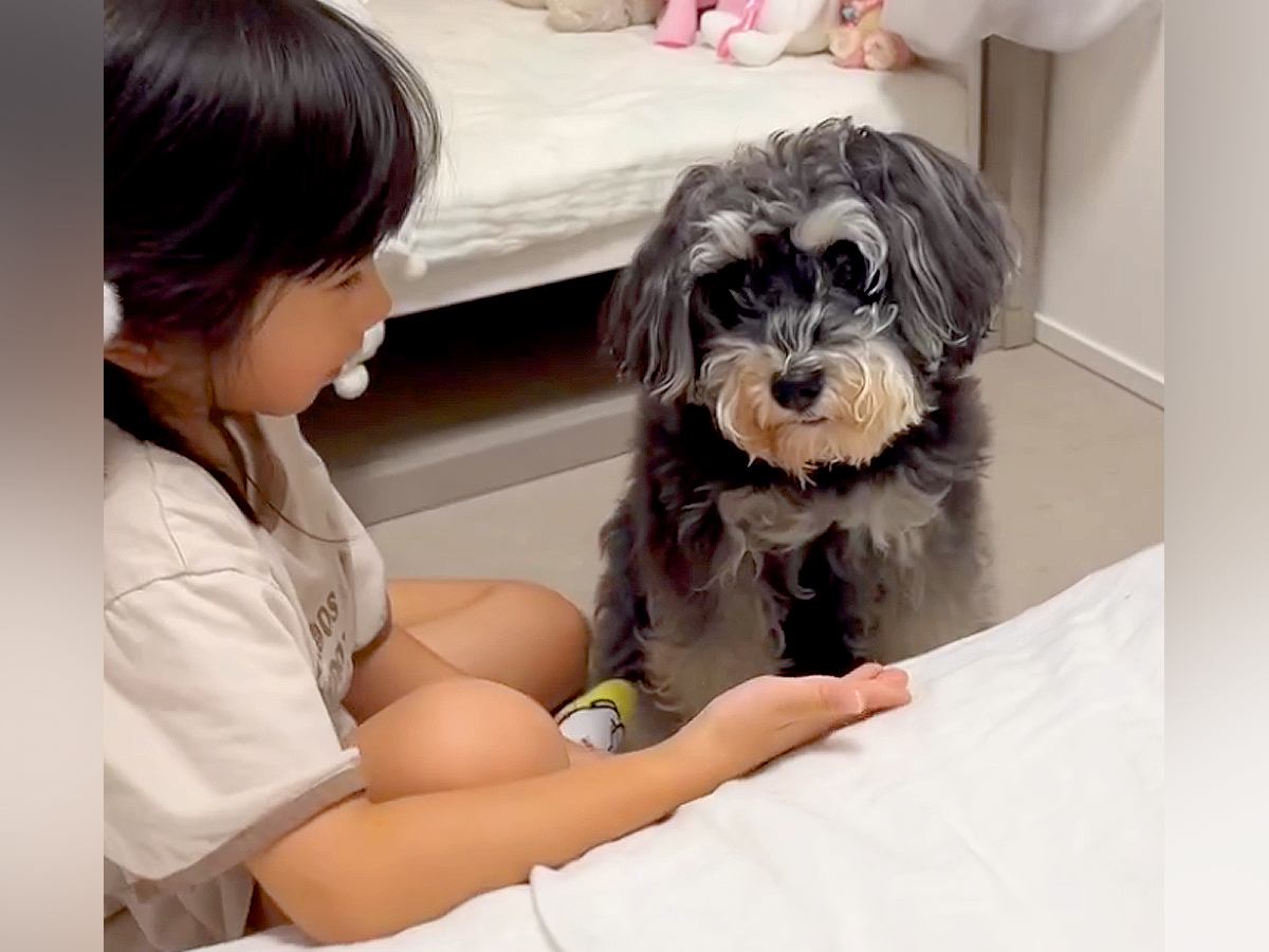 ５歳の女の子が『犬へのお手』に挑戦した結果…とんでもなく尊い『本当の姉妹のような光景』が49万再生「可愛すぎる」「癒された」と絶賛の声