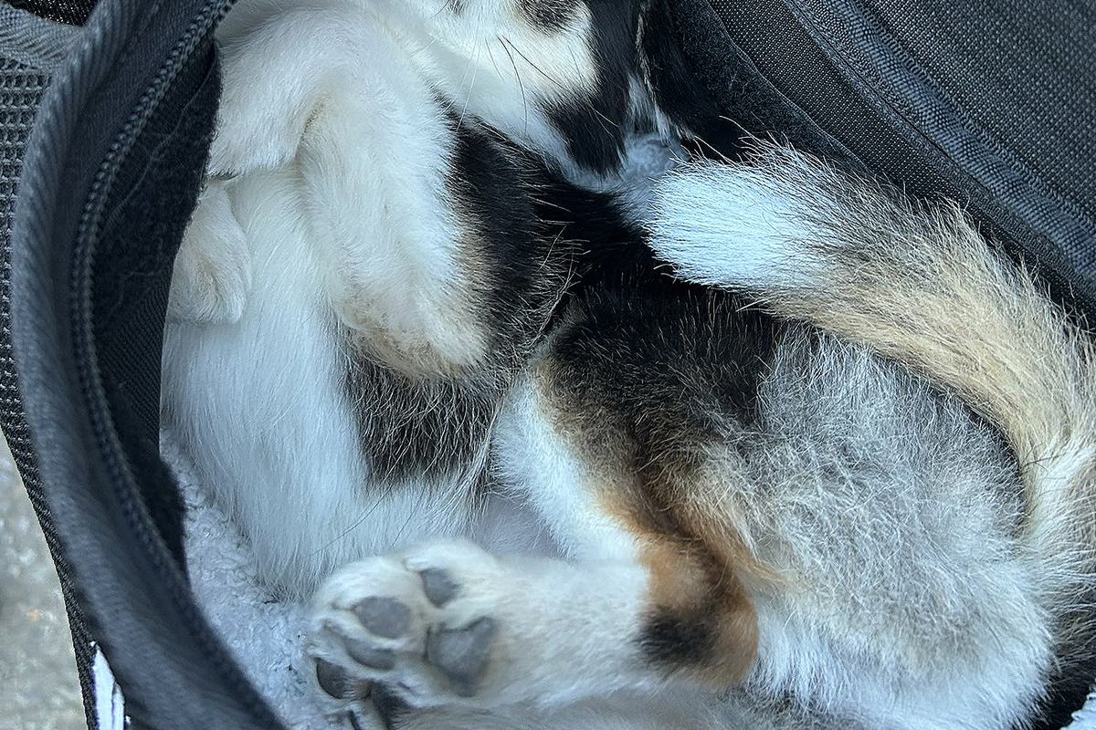 バッグの中でおとなしくしている小型犬→ふいに覗いてみた結果…想像を超える『反則級の可愛さ』に30万いいね「可愛いの暴力」「たまらん」