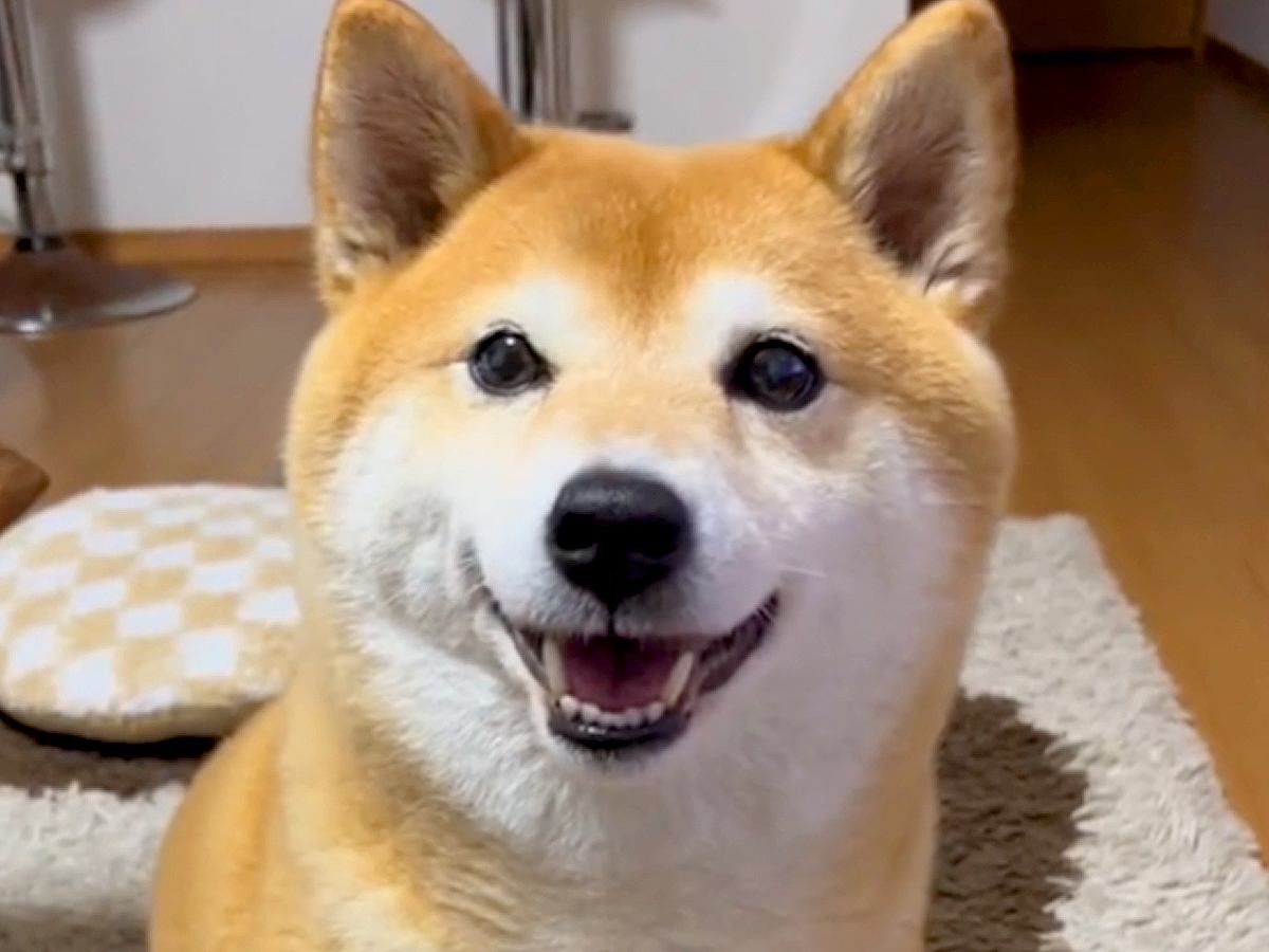 普段は吠えない犬に『ワンって言って』と伝えてみた結果…破壊力が高すぎる『まさかの鳴き声』が242万再生「可愛すぎて苦しい」「天使すぎる」
